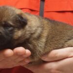 A person holding a puppy in their hands.