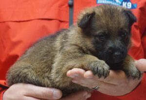 A person holding a puppy in their hands.