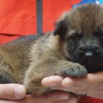A person holding a puppy in their hands.