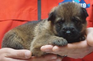 A person holding a puppy in their hands.