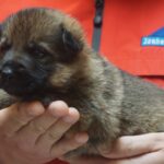 A person holding a puppy in their hands.