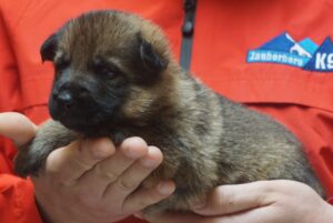A person holding a puppy in their hands.