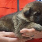 A person holding a puppy in their hands.