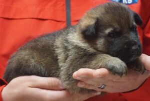 A person holding a puppy in their hands.