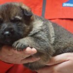 A person holding a puppy in their hands.