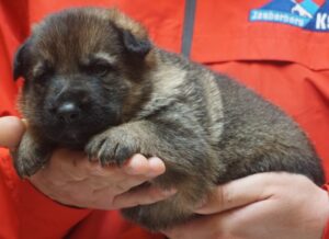 A person holding a puppy in their hands.