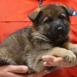 A person holding a puppy in their hands.