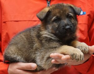 A person holding a puppy in their hands.