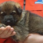 A puppy is eating something while being held by someone.
