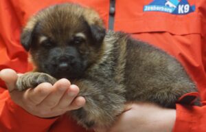 A puppy is eating something while being held by someone.