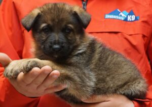 A person holding a puppy in their hand.