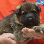 A person holding a puppy in their hands.