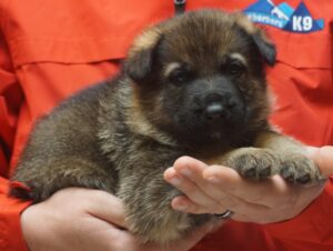 A person holding a puppy in their hands.