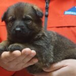 A person holding a puppy in their hands.