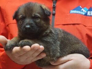 A person holding a puppy in their hands.
