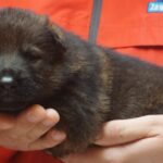 A person holding onto a puppy in their hands.