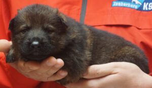 A person holding onto a puppy in their hands.