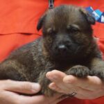 A person holding a puppy in their hands.