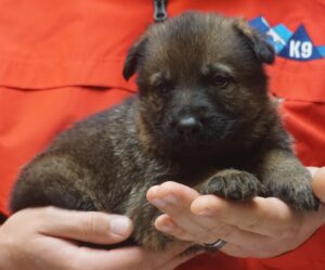 A person holding a puppy in their hands.