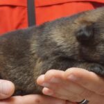 A person holding onto a small dog in their hands.