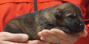 A person holding onto a small dog in their hands.