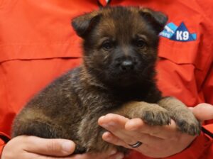 A person holding a puppy in their hands.