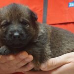 A person holding a puppy in their hands.