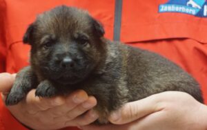 A person holding a puppy in their hands.