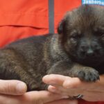 A person holding a puppy in their hands.