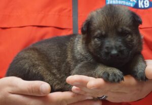 A person holding a puppy in their hands.