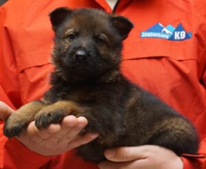 A person holding a puppy in their arms.