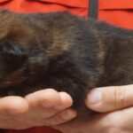 A person holding a cat in their hands.