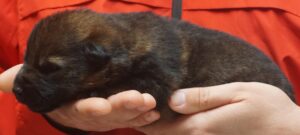 A person holding a cat in their hands.