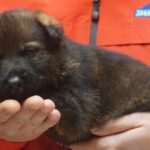 A person holding a puppy in their hands.