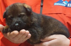 A person holding a puppy in their hands.