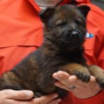 A person holding a puppy in their hands.