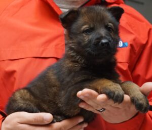 A person holding a puppy in their hands.