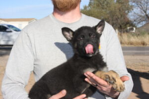 A man holding a black puppy with its tongue hanging out.