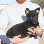 A man holding a black puppy in his hands.