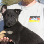 A man holding a puppy in his arms.