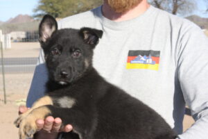 A man holding a puppy in his arms.