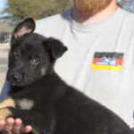 A man holding a black puppy in his arms.