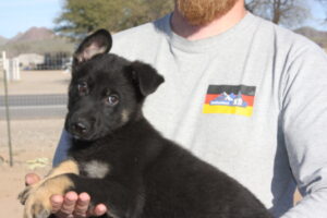 A man holding a black puppy in his arms.