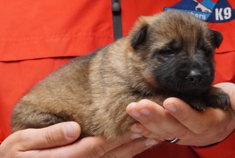 A person holding a puppy in their hands.