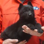 A person holding a black puppy in their hands.