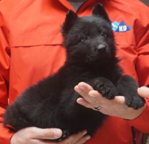A person holding a black puppy in their hands.
