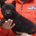 A black puppy is sitting on the arm of someone.