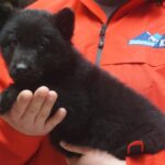 A person holding a black bear cub in their arms.
