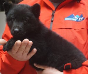 A person holding a black bear cub in their arms.
