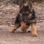A german shepherd puppy is running on the ground.